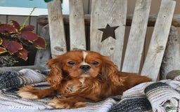 Cavapoo dogs for sale: Clover - Image 7