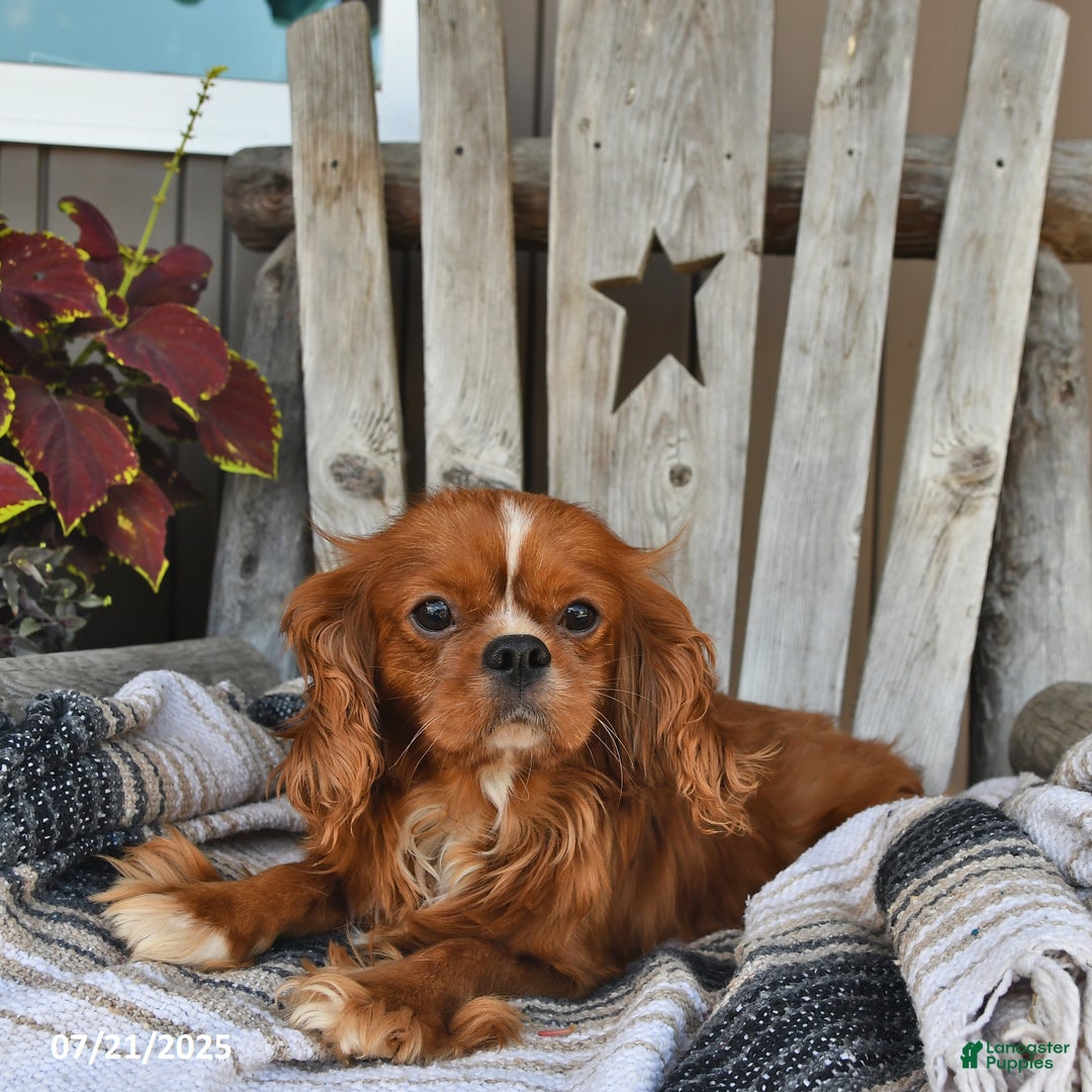 Cavapoo dogs for sale: Clover - Image 7