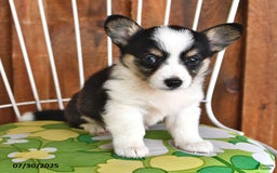 Welsh Corgi Pembroke dogs for sale: Sadie - Image 2