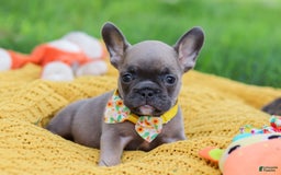 French Bulldog dogs for sale: French Bulldog 3 puppies - Image 6