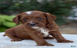 Cavapoo dogs for sale: Lincoln - Image 2