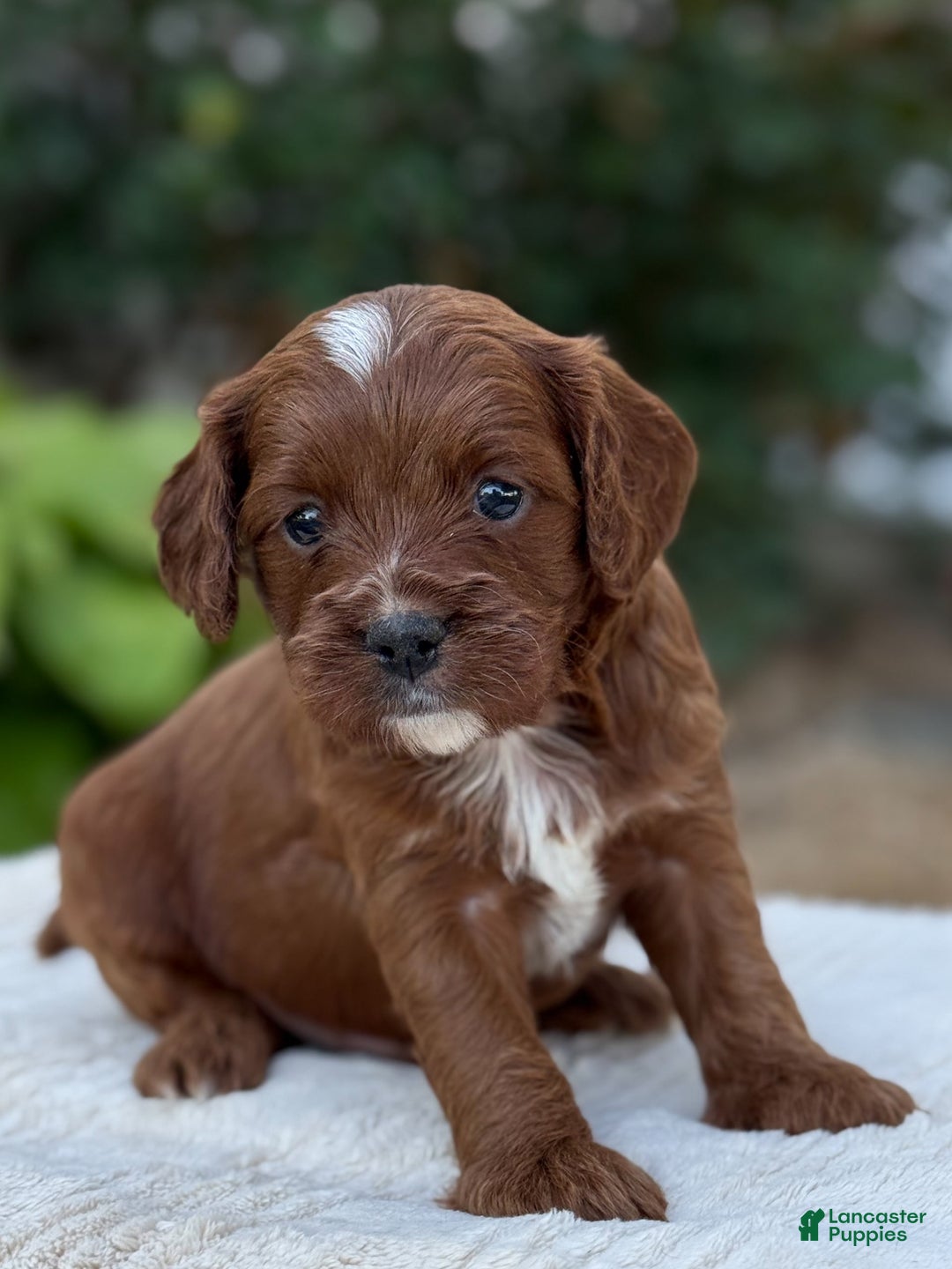 Cavapoo dogs for sale: Lincoln - Image 2
