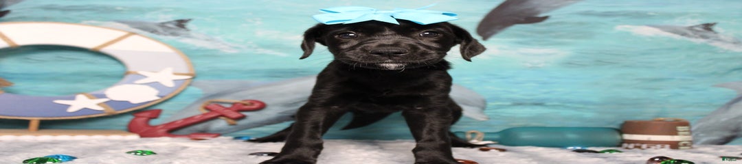 Onyx