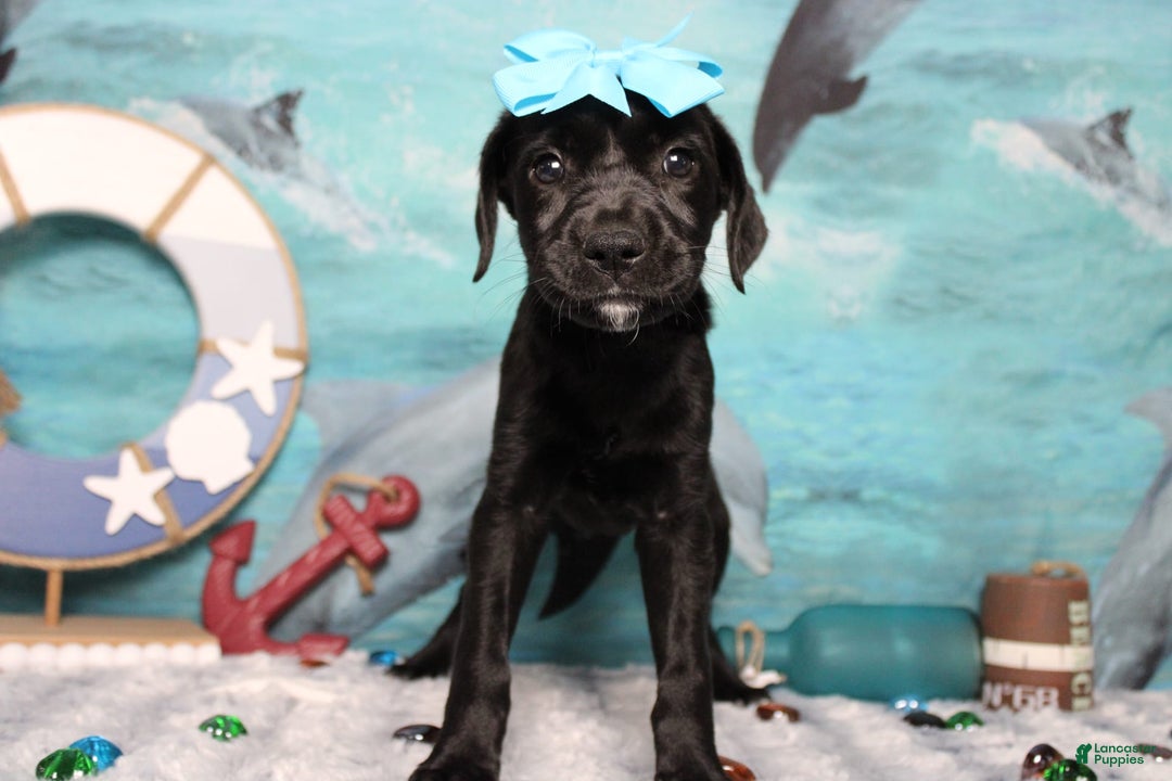 Labrador Retriever dogs for sale: Onyx - Image 1
