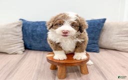 Mini Bernedoodle dogs for sale: Bear - Image 1