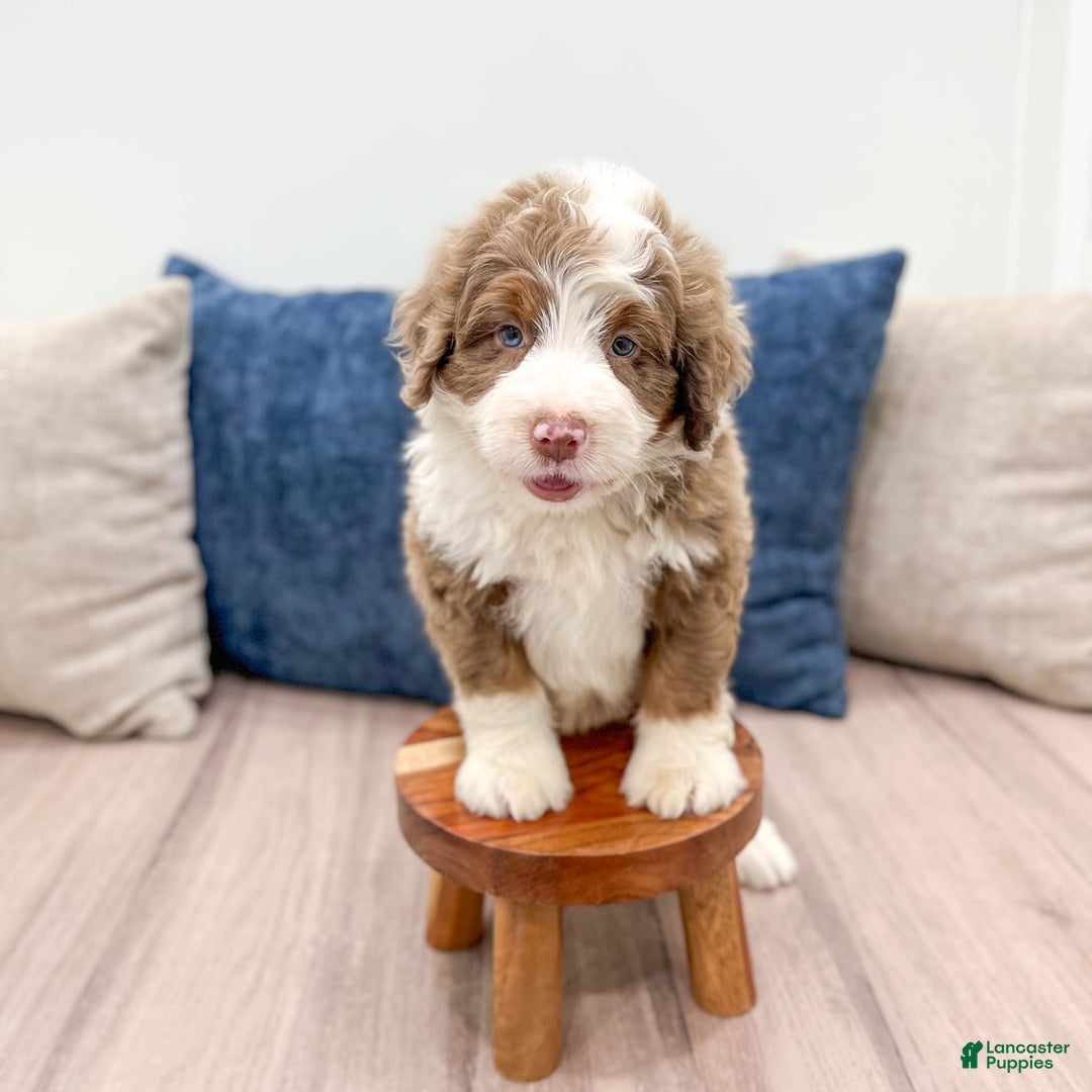 Mini Bernedoodle dogs for sale: Bear - Image 1