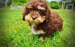 Havapoo dogs for sale: Roxy - Image 23