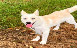 Pomsky dogs for sale: Aden - Image 6