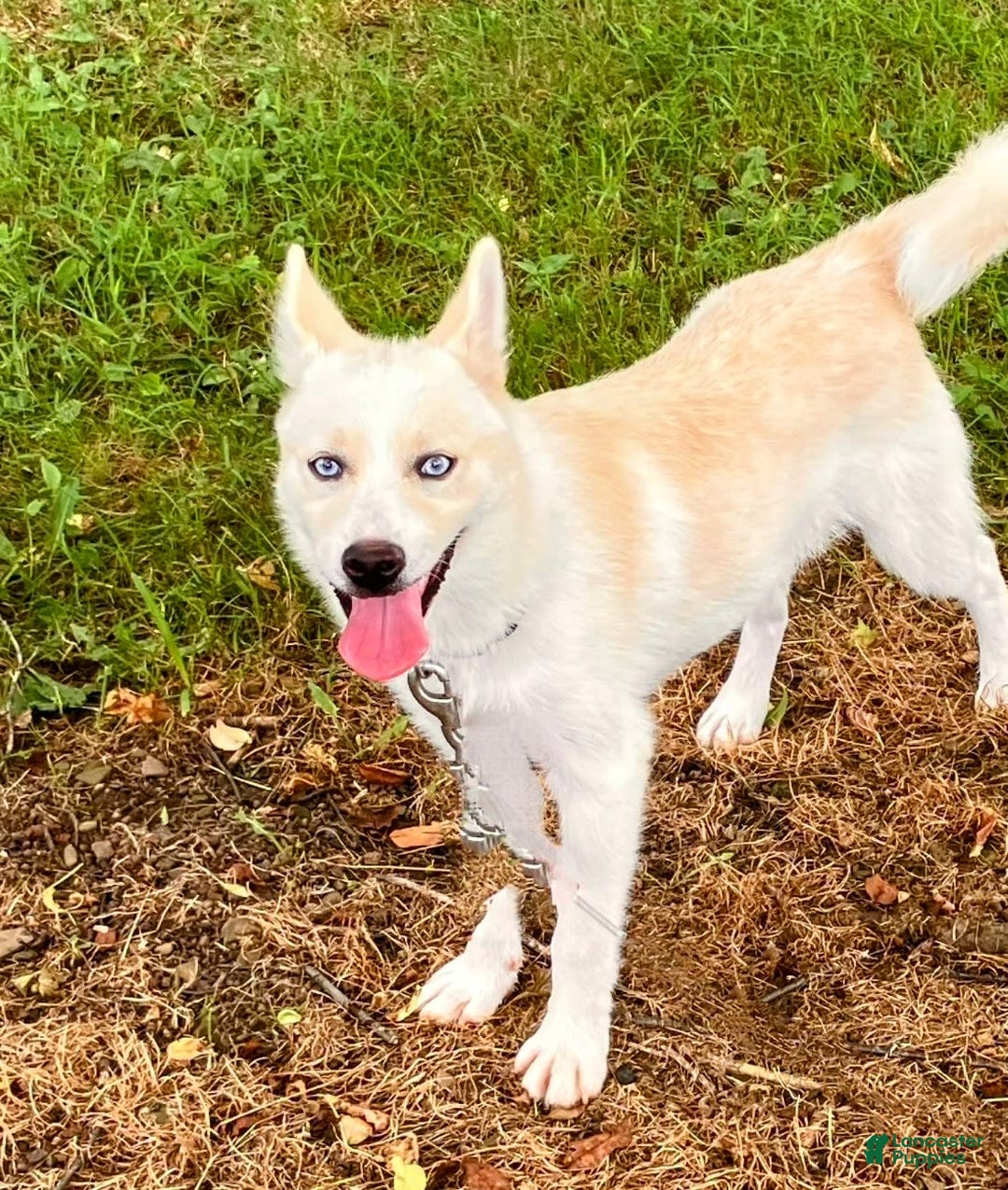 Pomsky dogs for sale: Aden - Image 6