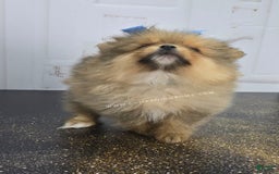 Pomeranian dogs for sale: Wish Bear - Image 4