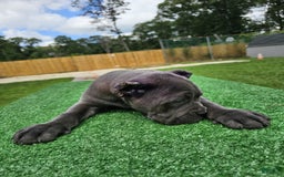 Cane Corso dogs for sale: Mila - Image 9