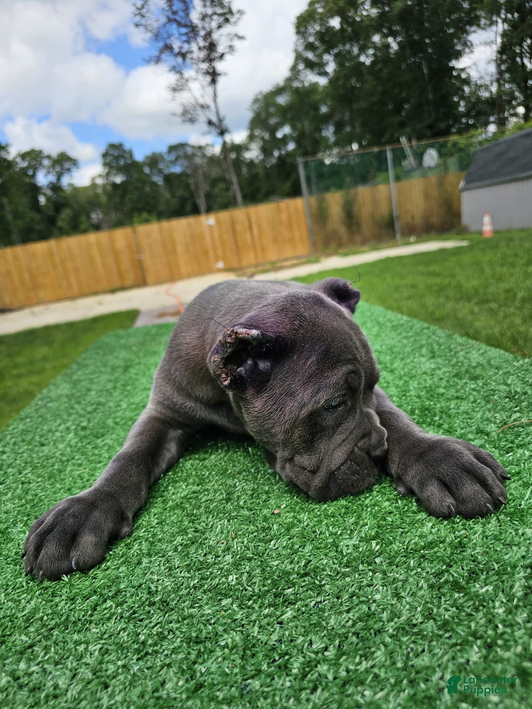Cane Corso dogs for sale: Mila - Image 9