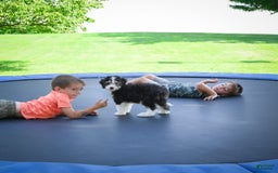 Mini Bernedoodle dogs for sale: Mini Bernedoodle 3 puppies - Image 8