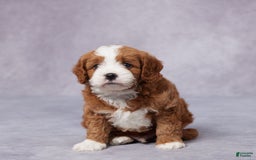 Cavapoo dogs for sale: Vito - Image 2
