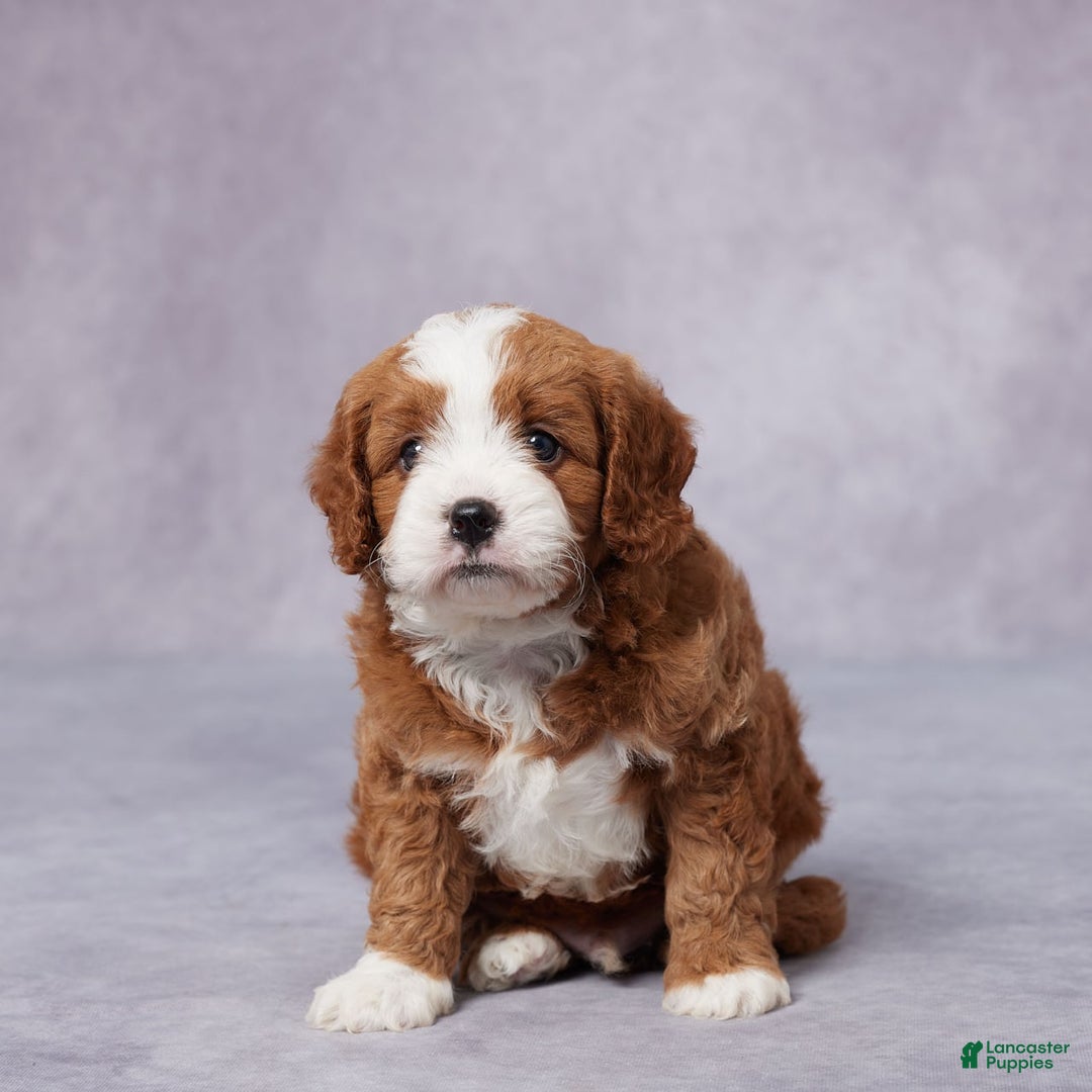 Cavapoo dogs for sale: Vito - Image 2