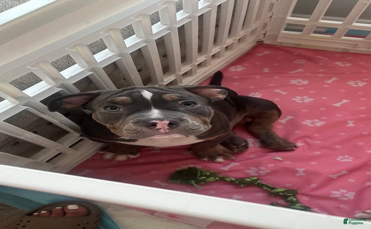 American Bully dogs for sale - Ad 4