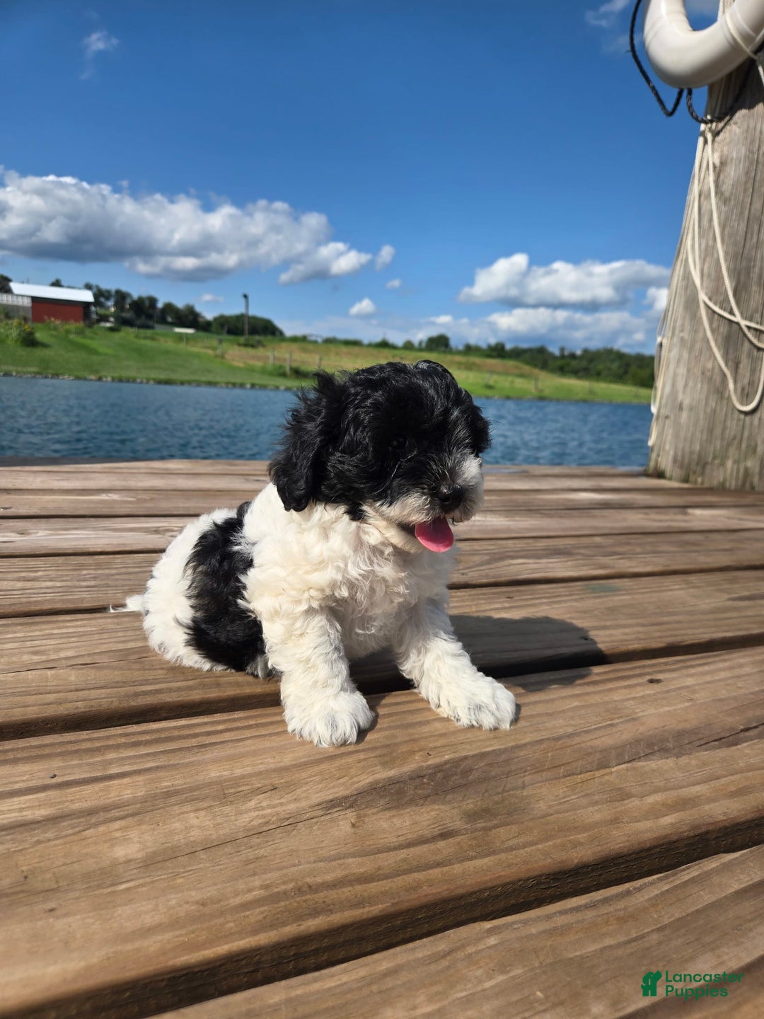 Shihpoo dogs for sale: Aaron - Image 2