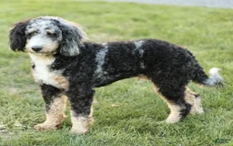 Mini Bernedoodle dogs for sale: Noli - Image 20
