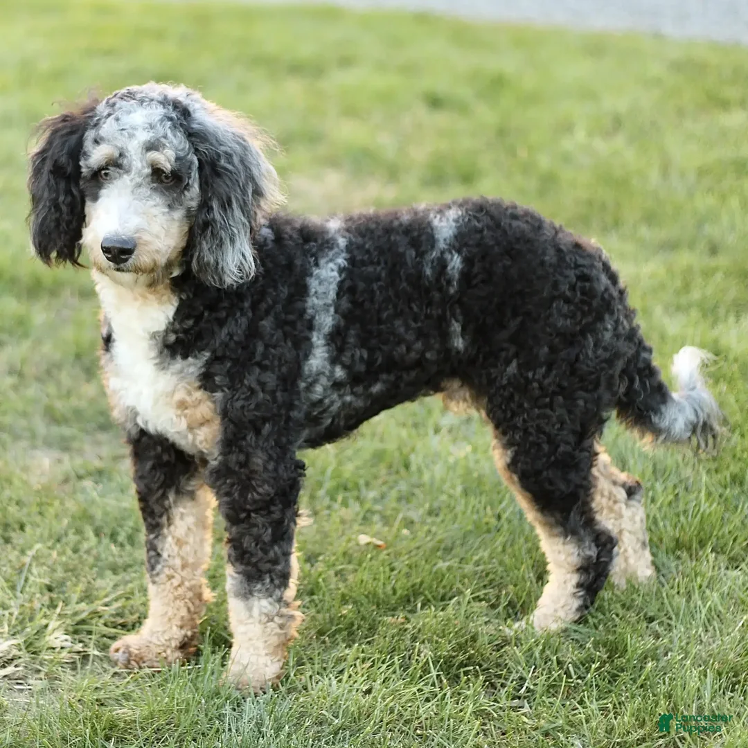 Mini Bernedoodle dogs for sale: Noli - Image 20