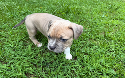 American Pit Bull Terrier dogs for sale: Russ - Image 20