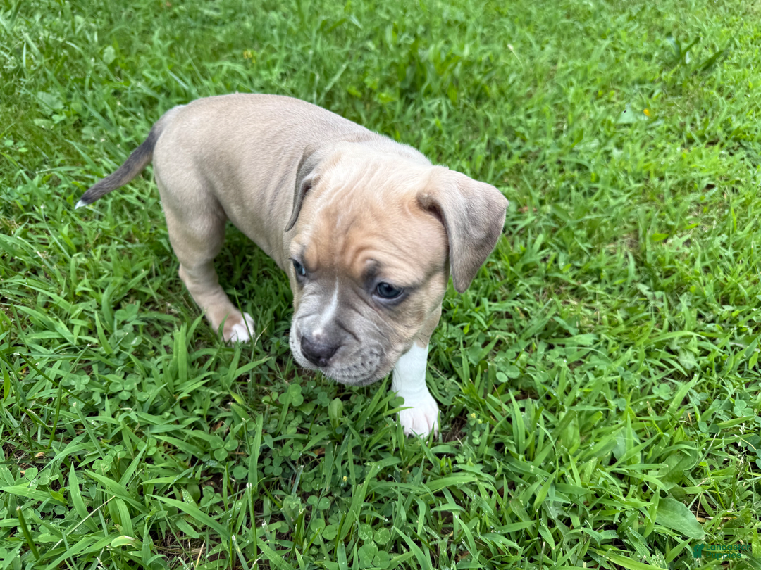 American Pit Bull Terrier dogs for sale: Russ - Image 20