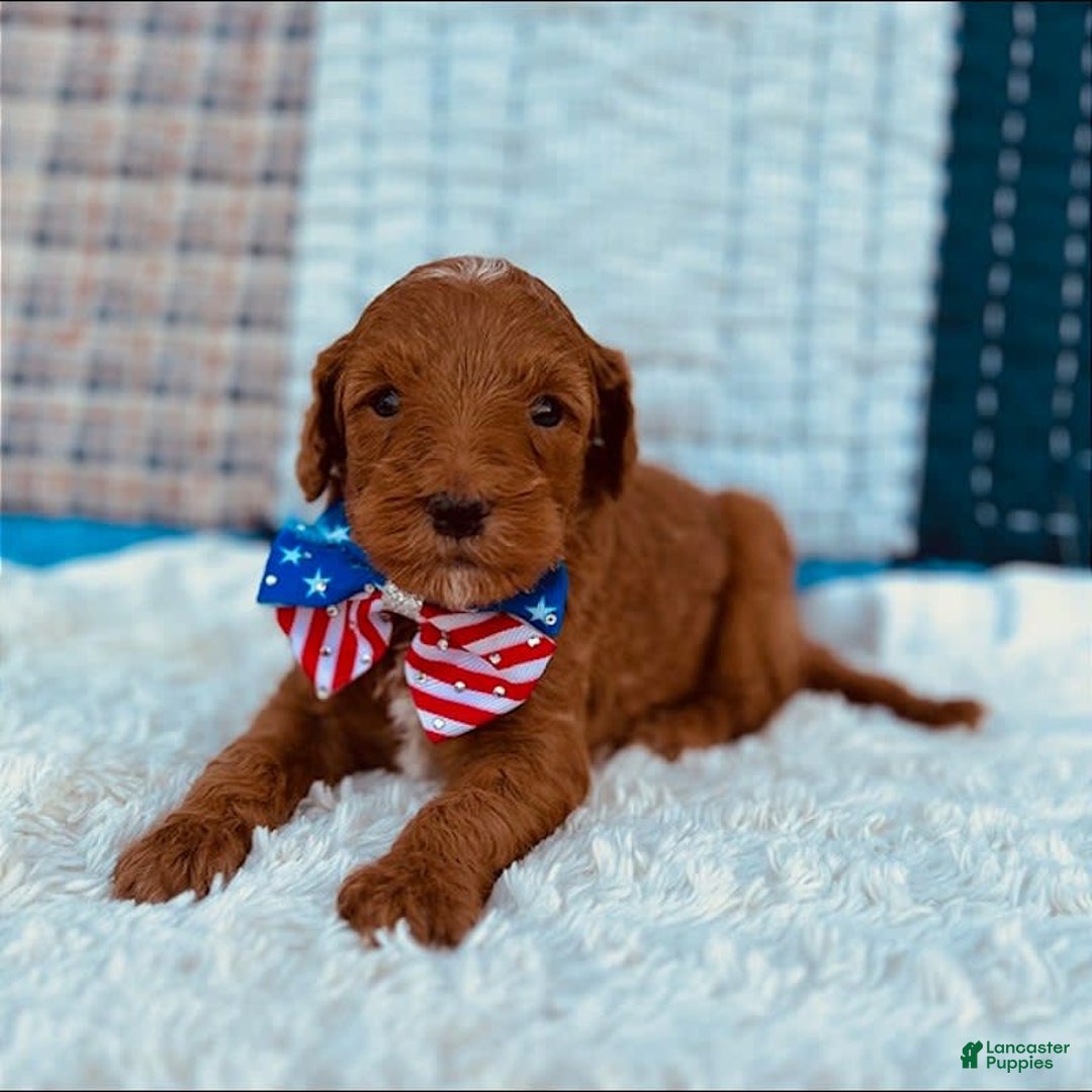 Mini Goldendoodle dogs for sale: Missy Mini F1b - Image 4