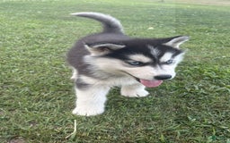 Siberian Husky dogs for sale: Tortuga - Image 14