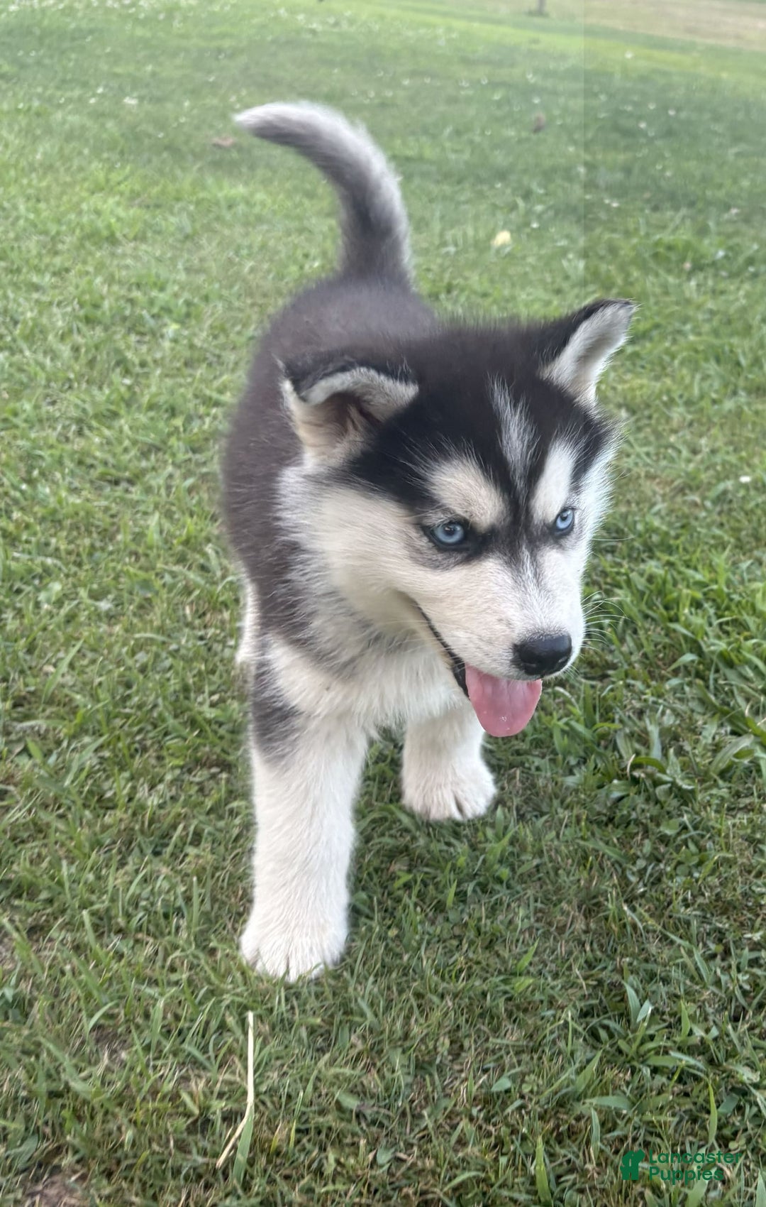 Siberian Husky dogs for sale: Tortuga - Image 14