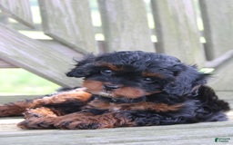 Cavapoo dogs for sale: Skye - Image 9