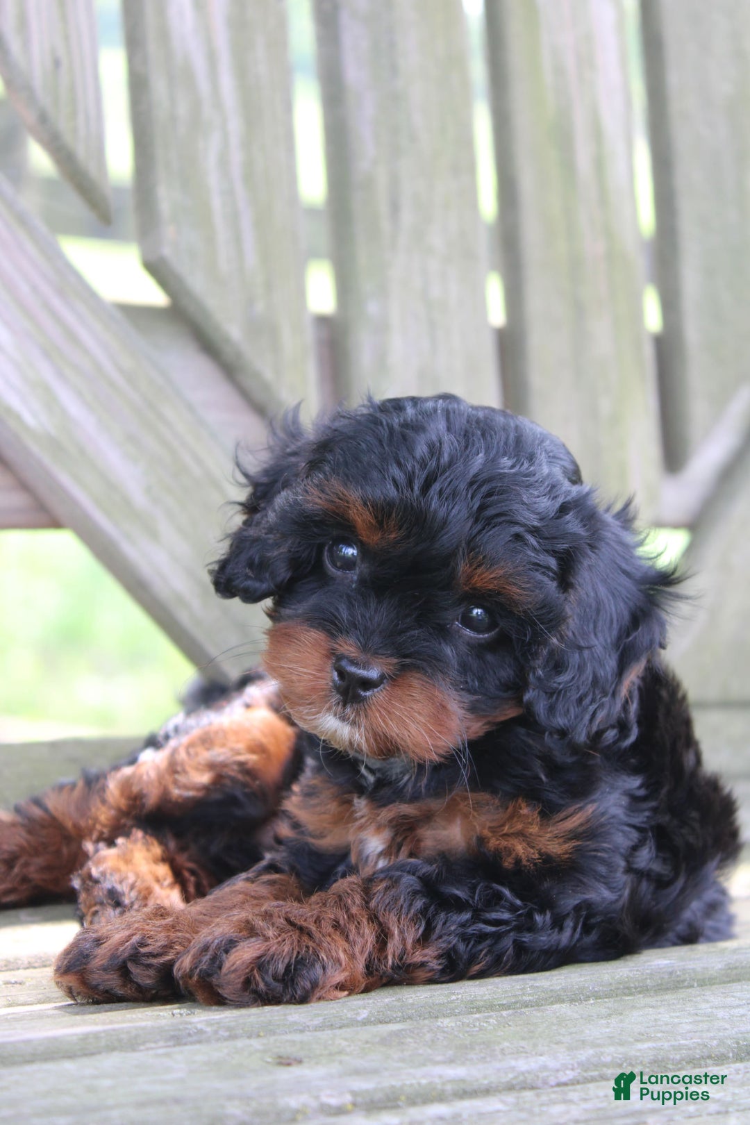 Cavapoo dogs for sale: Skye - Image 9