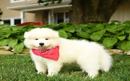 Samoyed dogs for sale: Logan - Image 2