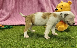 Catahoula Leopard Dog dogs for sale: Duchess 2025 Female 1 - Image 3