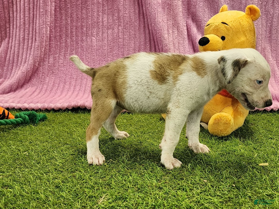Catahoula Leopard Dog dogs for sale: Duchess 2025 Female 1 - Image 3