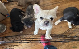 French Bulldog dogs for sale: Benny - Image 6