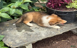 Collie dogs for sale: Alvin - Image 6