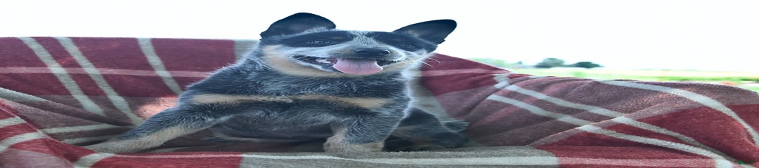Poppy