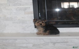 Yorkshire Terrier dogs for sale: Polly - Image 4