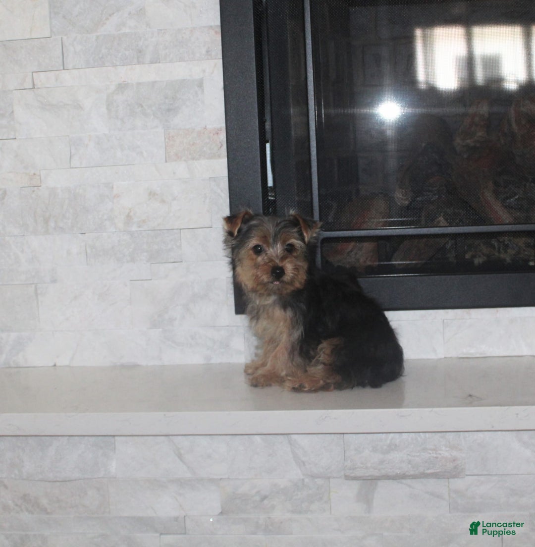 Yorkshire Terrier dogs for sale: Polly - Image 4