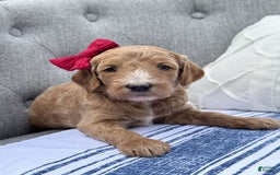 Goldendoodle dogs for sale: Virginia - Image 6