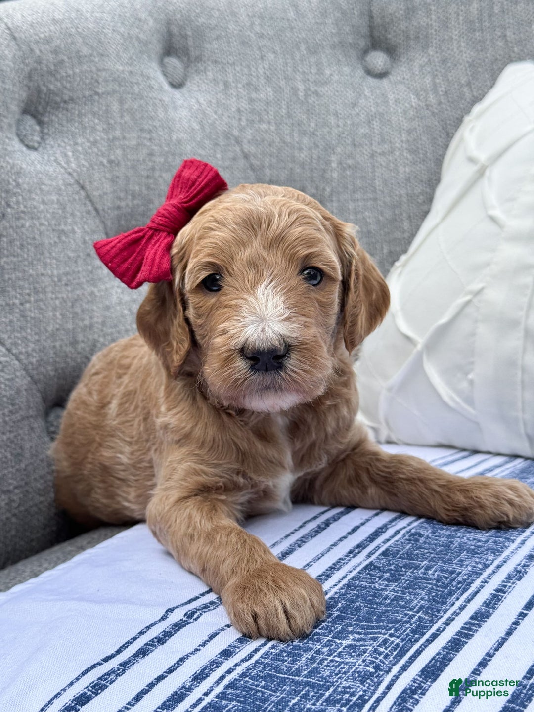Goldendoodle dogs for sale: Virginia - Image 6