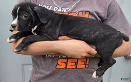 Staffordshire Bull Terrier dogs for sale: Hawks Diamond - Image 3