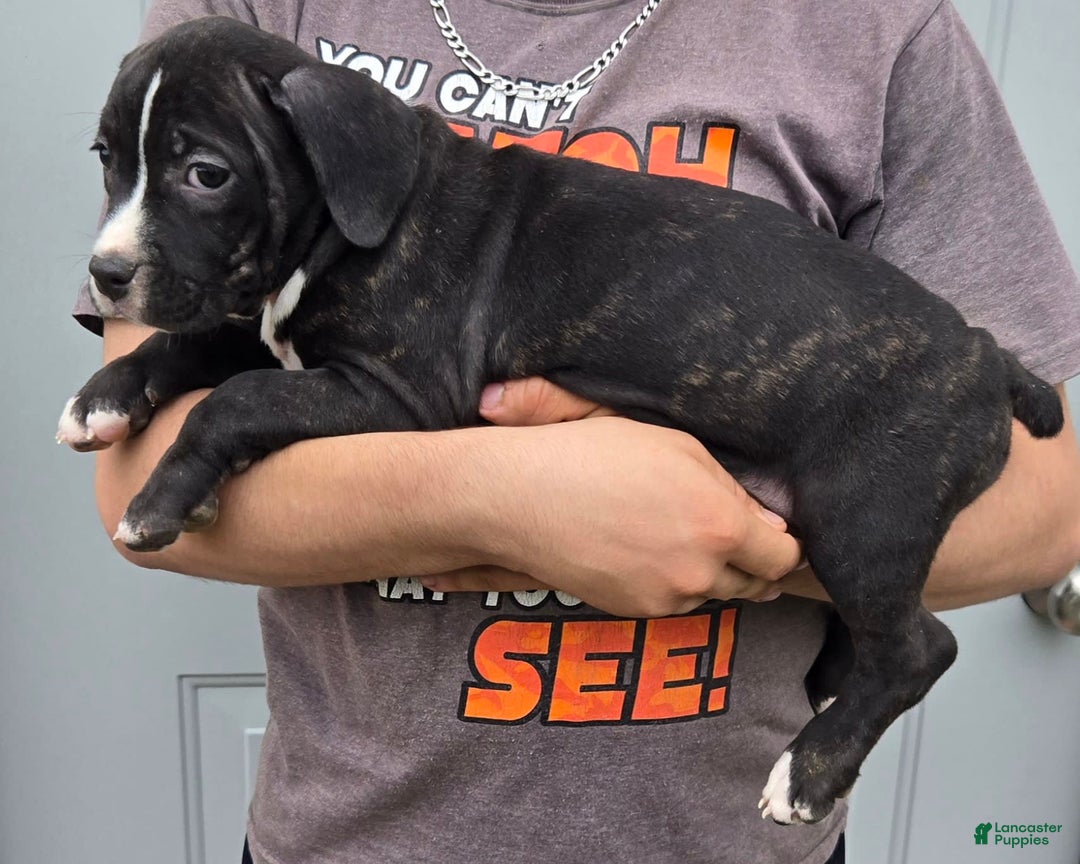 Staffordshire Bull Terrier dogs for sale: Hawks Diamond - Image 3