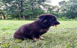 German Shepherd dogs for sale: Liberty - Image 18