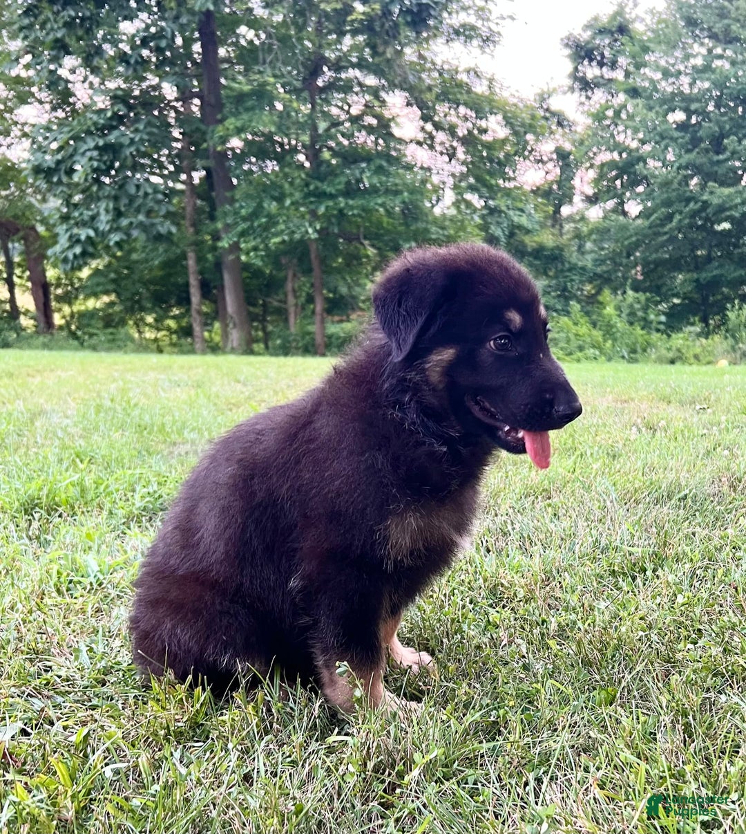 German Shepherd dogs for sale: Liberty - Image 18