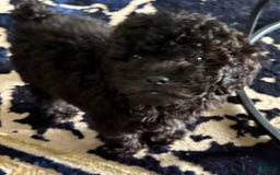 Toy Poodle dogs for sale: Tiny - Image 1