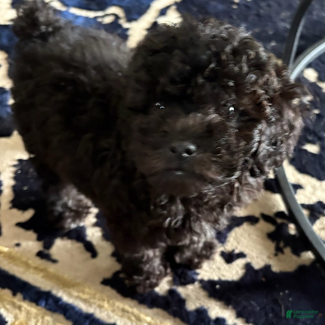 Toy Poodle dogs for sale: Tiny - Image 1
