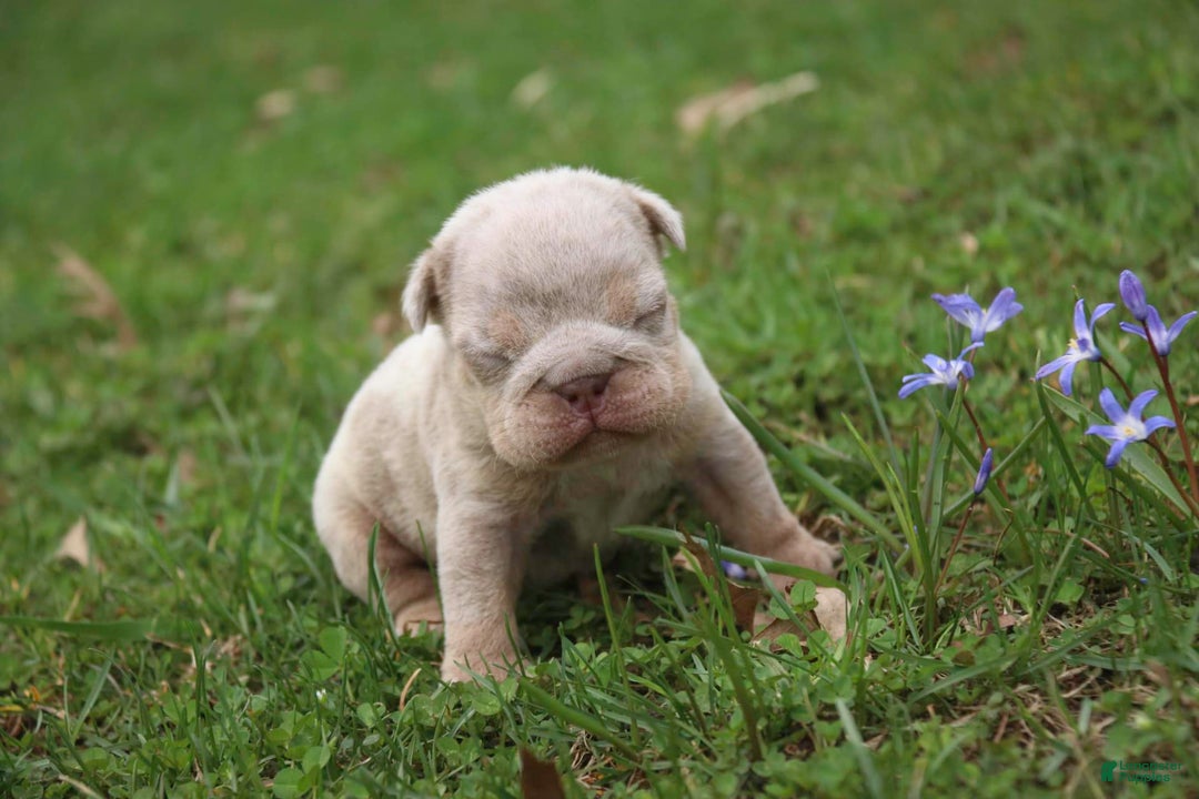 English Bulldog dogs for sale: Turbo - Image 11