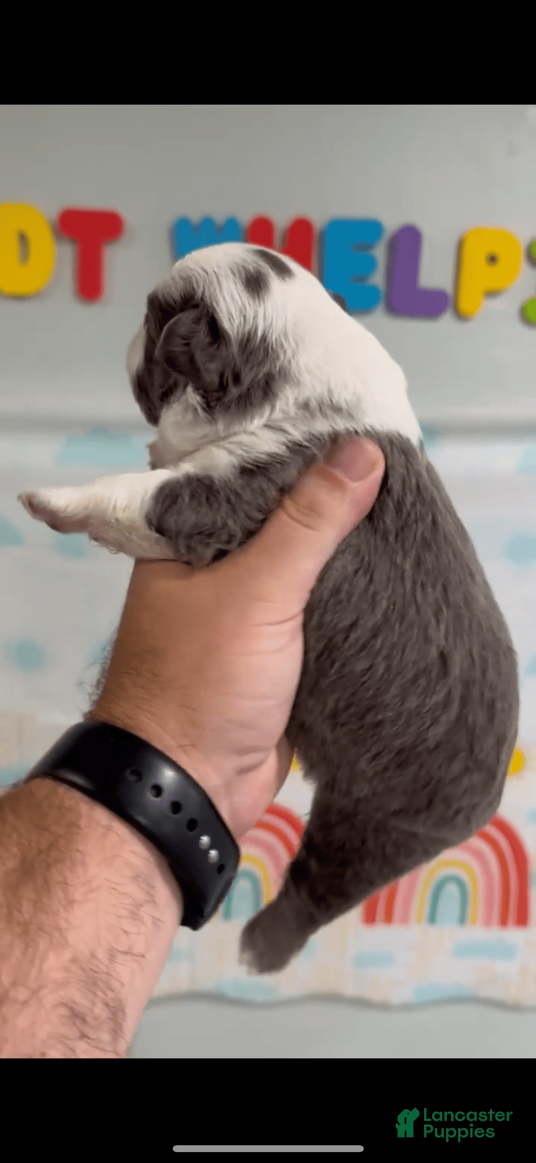 French Bulldog dogs for sale: French Bulldog 5 puppies - Image 4