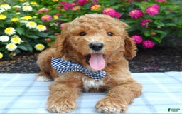 Standard Poodle dogs for sale: Dustan - Image 4