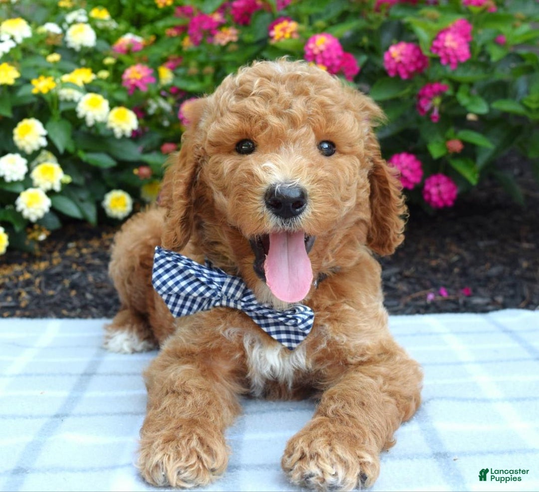 Standard Poodle dogs for sale: Dustan - Image 4